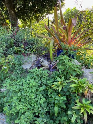 Jardin Des Anges-Bungalows Creoles Et Studio Le Moule Esterno foto